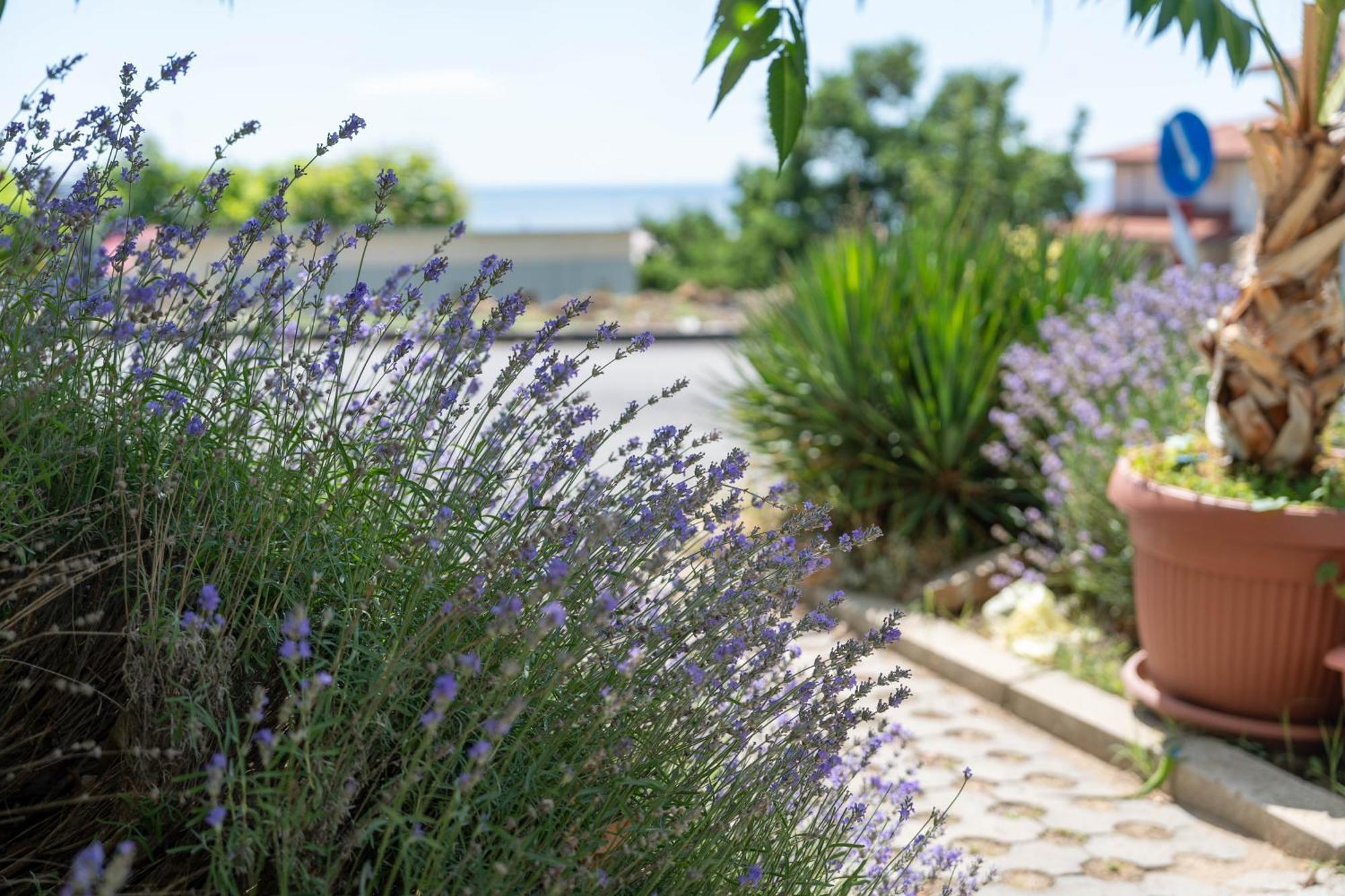 Hotel Sea Vista Sveti Vlas Bagian luar foto